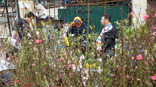 Hoa đào bung nở trong giá rét, khoe sắc trên phố Hà Nội   - Ảnh 5.