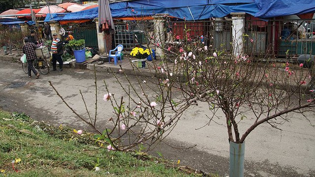 Hoa đào bung nở trong giá rét, khoe sắc trên phố Hà Nội   - Ảnh 6.