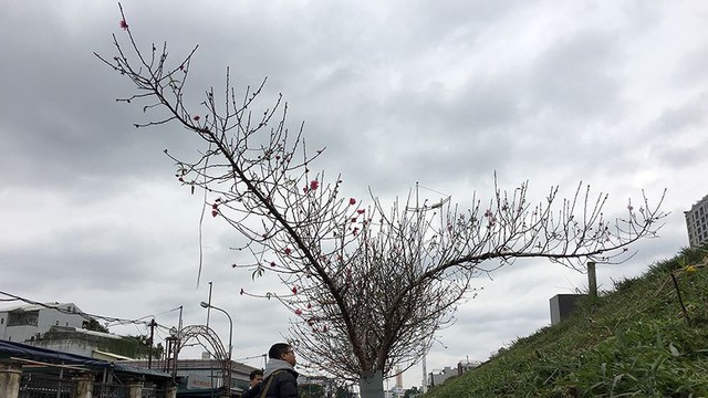 Hoa đào bung nở trong giá rét, khoe sắc trên phố Hà Nội   - Ảnh 8.