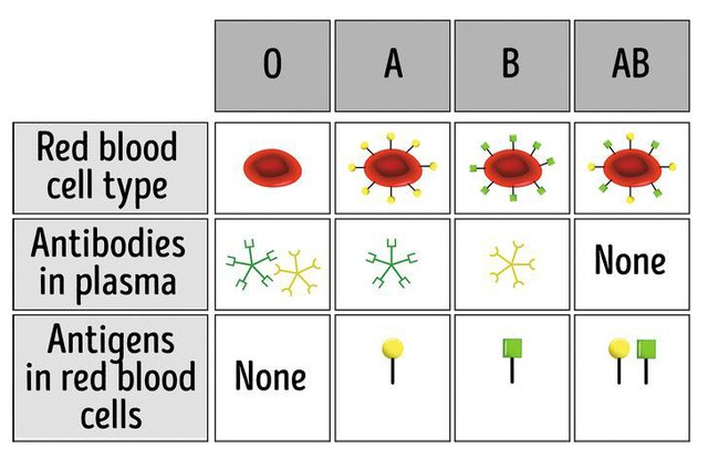 Nếu mang nhóm máu O, đây là 7 điều giá trị bạn cần biết về thứ dung dịch quý giá nhất với sự sống này để tự bảo vệ sức khỏe - Ảnh 1.