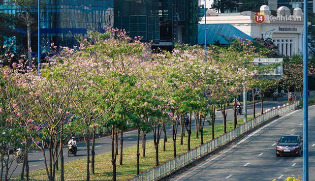 Sài Gòn trong mùa hoa kèn hồng nở rộ, khắp phố phường như đang vào xuân - Ảnh 11.