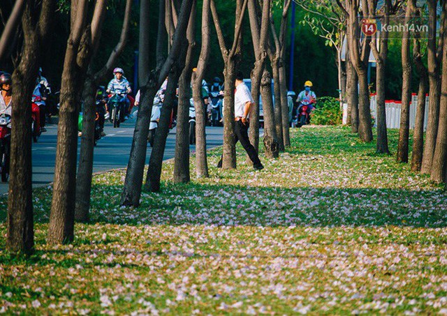 Sài Gòn trong mùa hoa kèn hồng nở rộ, khắp phố phường như đang vào xuân - Ảnh 4.