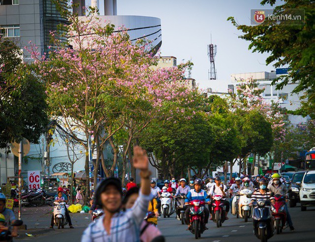 Sài Gòn trong mùa hoa kèn hồng nở rộ, khắp phố phường như đang vào xuân - Ảnh 5.