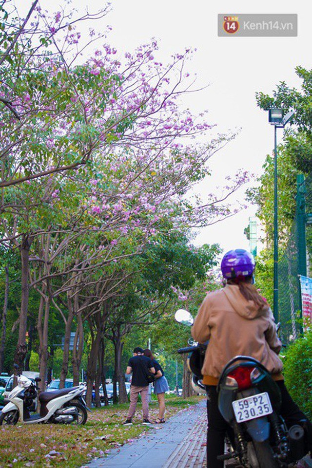 Sài Gòn trong mùa hoa kèn hồng nở rộ, khắp phố phường như đang vào xuân - Ảnh 8.