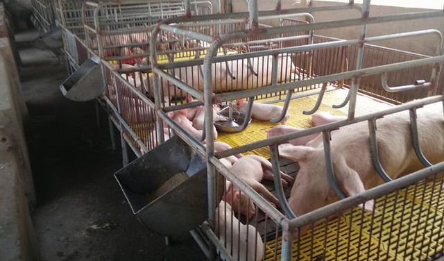 Giá thịt lợn tăng cao: Cơ hội bình ổn ngành chăn nuôi - Ảnh 1.