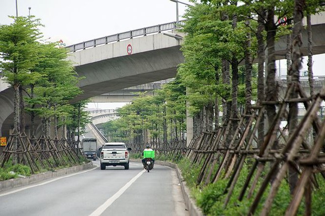 Những hàng cây xanh mướt thẳng tắp ở đầu cầu Thanh Trì - Ảnh 3.