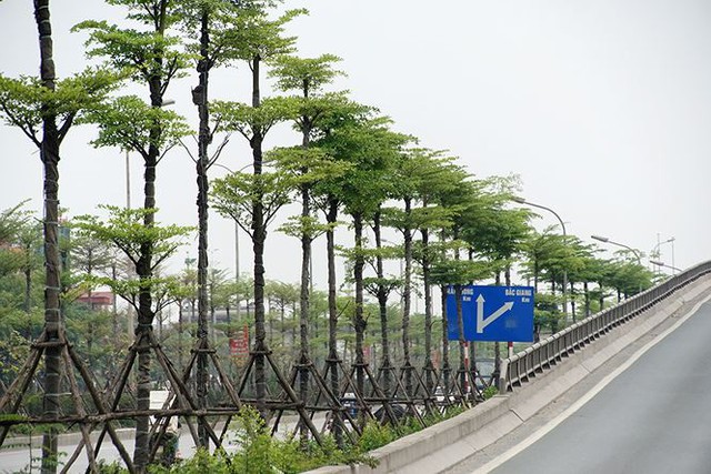 Những hàng cây xanh mướt thẳng tắp ở đầu cầu Thanh Trì - Ảnh 10.