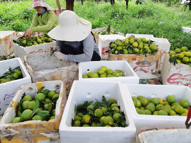 Thủ phủ cam xoàn mùa nghịch “hốt bạc” - Ảnh 8.