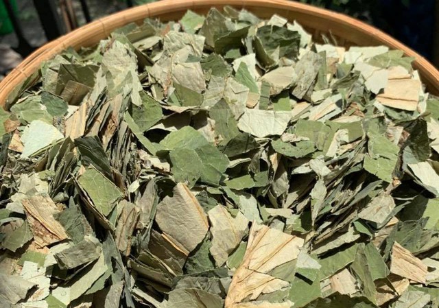 Loại lá mọc tràn ao bùn Việt Nam, 400 ngàn/kg, chị em ưa dùng để giữ eo - Ảnh 1.