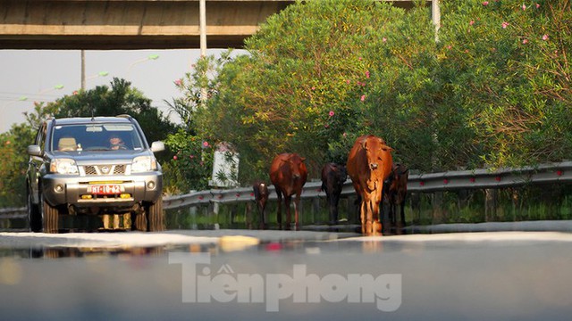 Đàn bò trên đại lộ Thăng Long uy hiếp an toàn giao thông - Ảnh 1.