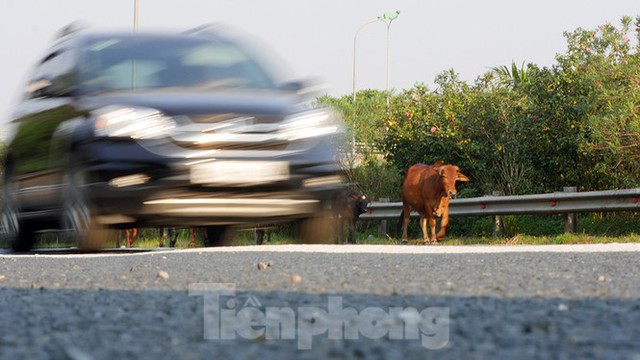 Đàn bò trên đại lộ Thăng Long uy hiếp an toàn giao thông - Ảnh 3.