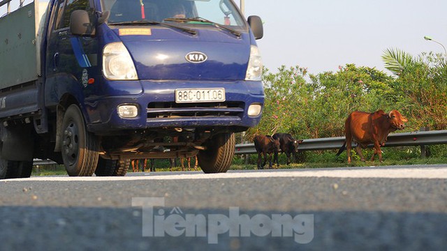 Đàn bò trên đại lộ Thăng Long uy hiếp an toàn giao thông - Ảnh 5.