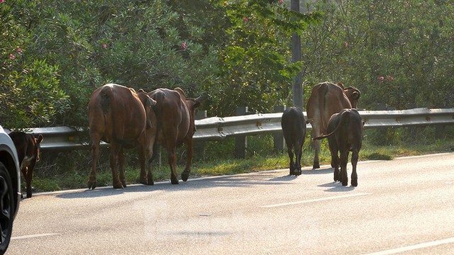Đàn bò trên đại lộ Thăng Long uy hiếp an toàn giao thông - Ảnh 8.