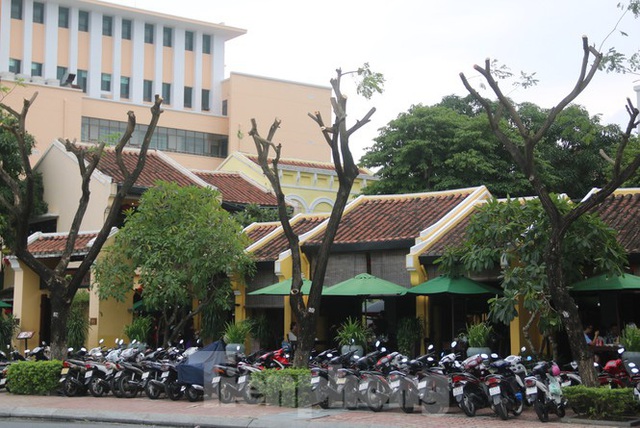 Hàng trăm cây xanh ở Đà Nẵng bất ngờ bị cắt trụi cành - Ảnh 3.