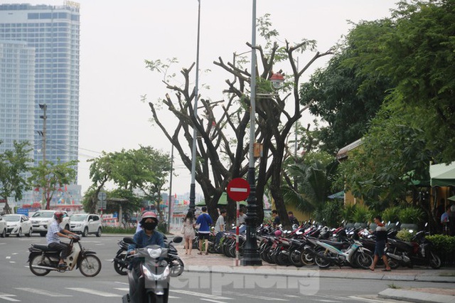 Hàng trăm cây xanh ở Đà Nẵng bất ngờ bị cắt trụi cành - Ảnh 9.