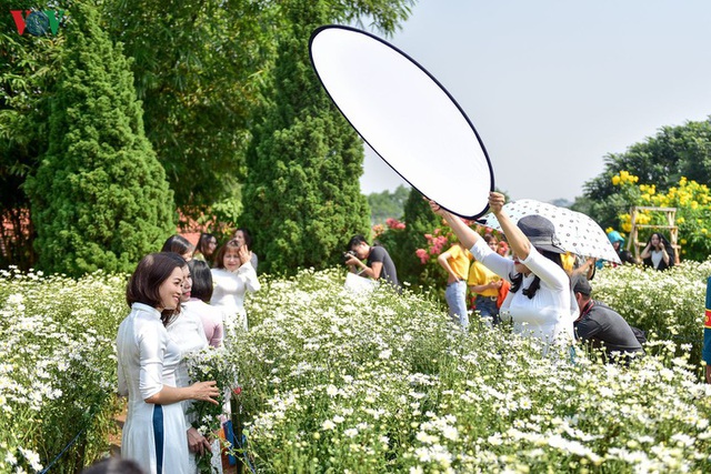 Cúc hoạ mi hút khách đến vườn hoa Nhật Tân  - Ảnh 3.