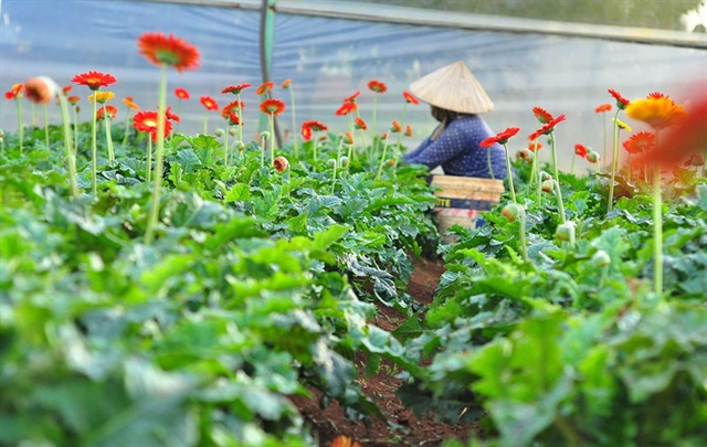 Nông dân Đà Lạt thu hàng trăm triệu từ vườn hoa đồng tiền - Ảnh 1.