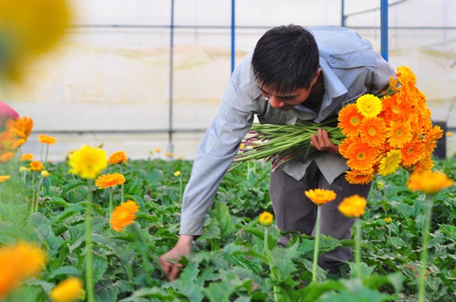 Nông dân Đà Lạt thu hàng trăm triệu từ vườn hoa đồng tiền - Ảnh 6.