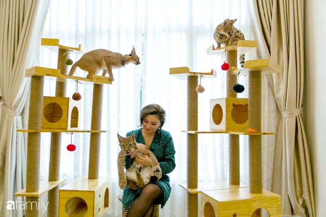 Trang Hà - Cô gái mang những chú mèo trị giá hàng tỷ đồng về Việt Nam và tiết lộ trào lưu nuôi thú cưng mới của giới đại gia và siêu giàu tại Sài Gòn - Ảnh 24.