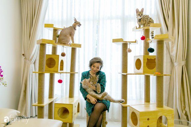 Trang Hà - Cô gái mang những chú mèo trị giá hàng tỷ đồng về Việt Nam và tiết lộ trào lưu nuôi thú cưng mới của giới đại gia và siêu giàu tại Sài Gòn - Ảnh 4.