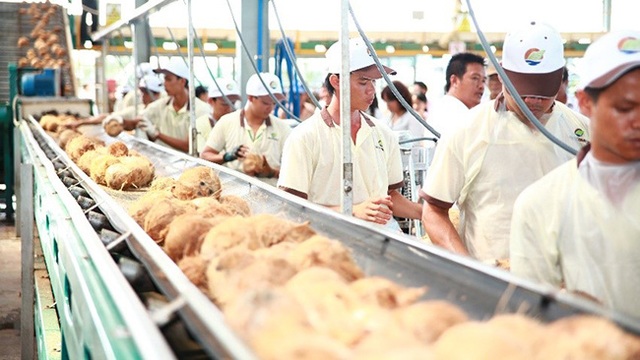 Bloomberg: Cơ hội cho ngành dừa Việt Nam từ nhu cầu ăn uống không sữa của người tiêu dùng phương Tây - Ảnh 1.