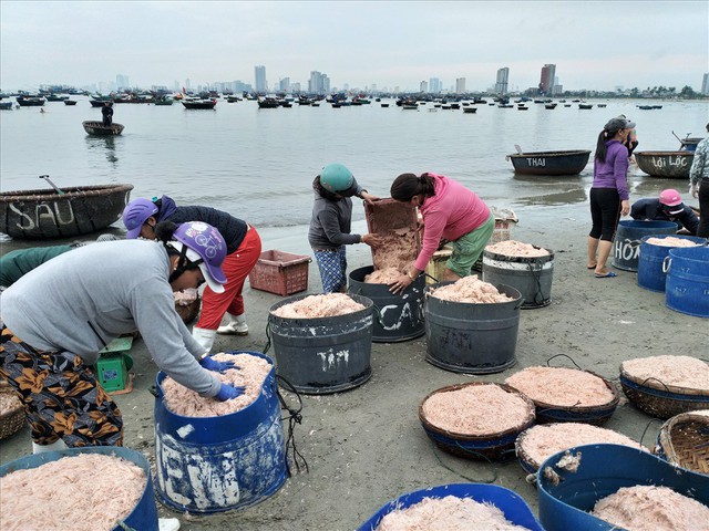 Ngư dân Đà Nẵng trúng mùa ruốc đầu năm, thu nhập bạc triệu mỗi ngày - Ảnh 8.