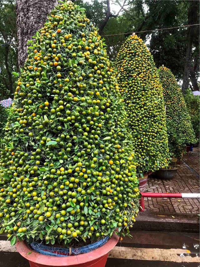 Chợ hoa Tết lớn nhất Sài Gòn nhộn nhịp ngày cuối năm - Ảnh 3.