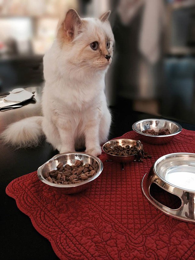 Khám phá thực đơn 5 sao của cô mèo Choupette giàu nhất thế giới, có món mà thường dân chúng ta có khi còn chưa ăn bao giờ - Ảnh 3.