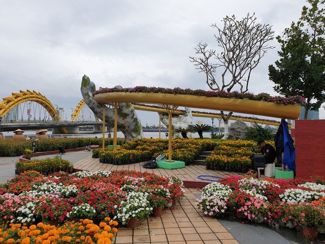  Cầu Vàng đọ dáng cầu Rồng ở đường hoa bên bờ sông Hàn - Ảnh 2.