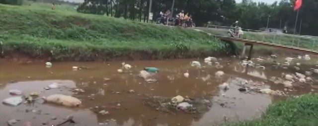 Bắc Giang: Lợn chết đầy sông tại... thượng nguồn - Ảnh 1.