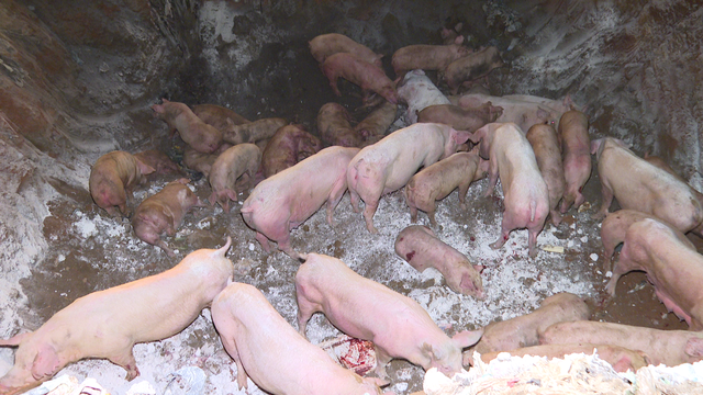 Thanh Hóa bắt giữ và tiêu hủy hàng trăm con lợn mắc dịch tả lợn châu Phi - Ảnh 1.