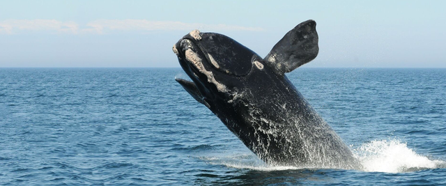 Lần đầu tiên trong lịch sử, chúng ta thu được tiếng hát của loài cá voi đen hiếm bậc nhất thế giới - Ảnh 2.