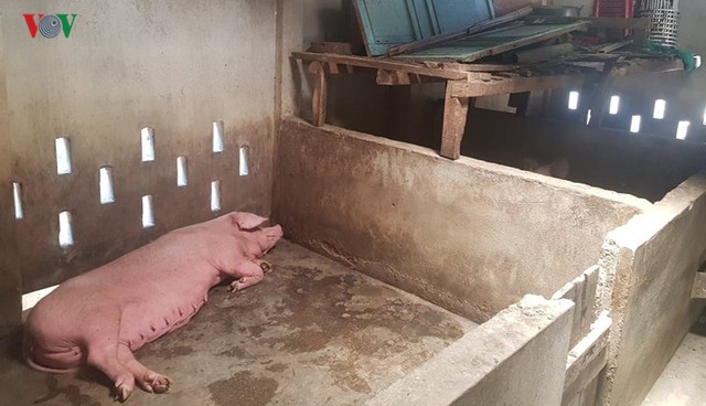 Dịch tả lợn: Thừa Thiên - Huế khuyến khích dân chuyển đổi chăn nuôi - Ảnh 1.