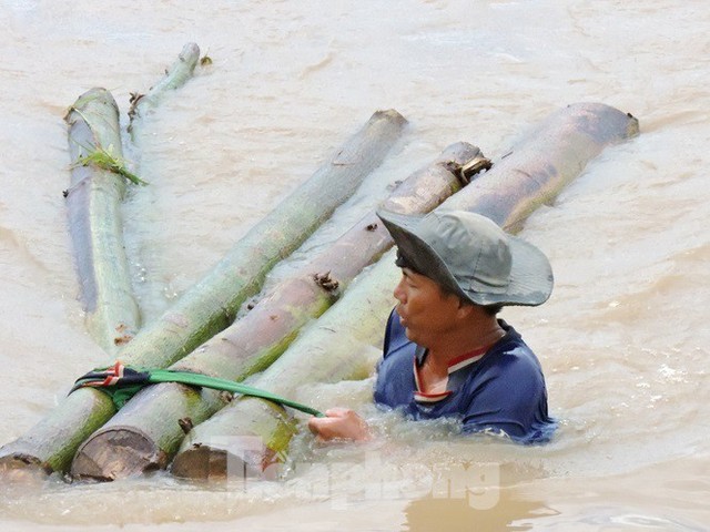 Đê 300 tỉ vỡ toác, cả nghìn ha lúa nguy cơ bị mất trắng - Ảnh 8.