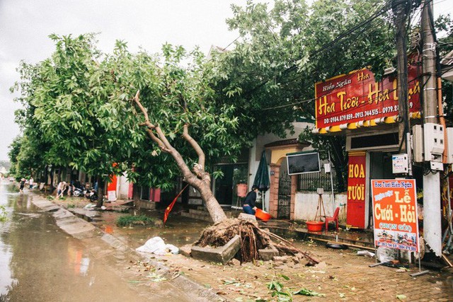  Hàng loạt cây đổ, nhà cửa tan hoang sau khi bão số 4 đổ bộ vào Nghệ An - Hà Tĩnh - Ảnh 5.