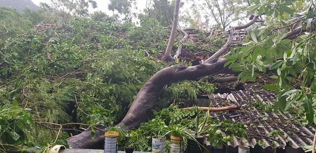  Hàng loạt cây đổ, nhà cửa tan hoang sau khi bão số 4 đổ bộ vào Nghệ An - Hà Tĩnh - Ảnh 10.