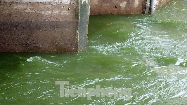 Nước sông Tô Lịch trong veo sau bão, cần thủ thỏa sức buông câu bắt cá - Ảnh 9.