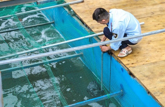 Clip: Đàn cá Koi Nhật Bản bơi chậm chạp sau 3 ngày thả xuống nước được xử lý ở sông Tô Lịch  - Ảnh 3.