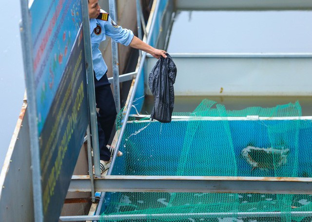 Clip: Đàn cá Koi Nhật Bản bơi chậm chạp sau 3 ngày thả xuống nước được xử lý ở sông Tô Lịch  - Ảnh 6.