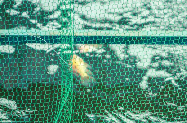 Clip: Đàn cá Koi Nhật Bản bơi chậm chạp sau 3 ngày thả xuống nước được xử lý ở sông Tô Lịch  - Ảnh 10.