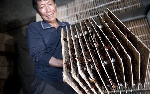 Loài côn trùng nhiều người ghê tởm đang lên ngôi ở Trung Quốc: Hàng loạt trang trại nuôi gián mọc lên như nấm để chế biến thuốc, xử lý thực phẩm thừa và dùng làm nguồn thức ăn cho 1,4 tỷ dân - Ảnh 1.