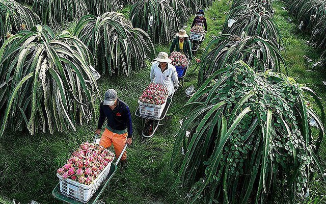Thủ tướng nói về bài học thanh long rớt giá