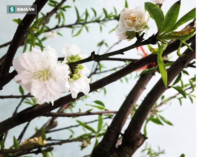 Chưa nở hoa, cây bạch đào độc nhất tại Nhật Tân vẫn được trả giá thuê 40 triệu đồng - Ảnh 3.