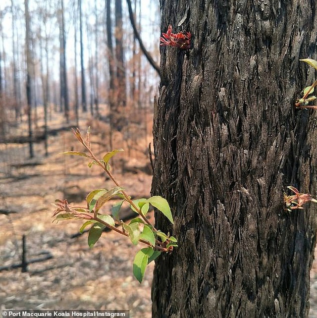 Phượng hoàng lửa tái sinh từ đống tro tàn: Những mầm sống vươn mình tại nơi hứng chịu sự càn quét của thảm họa cháy rừng - Ảnh 5.