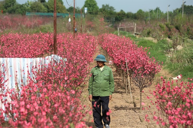 Xót xa vựa đào Nhật Tân nở hoa đỏ rực trước Tết, người dân ngậm ngùi hái bỏ cả nghìn bông - Ảnh 1.