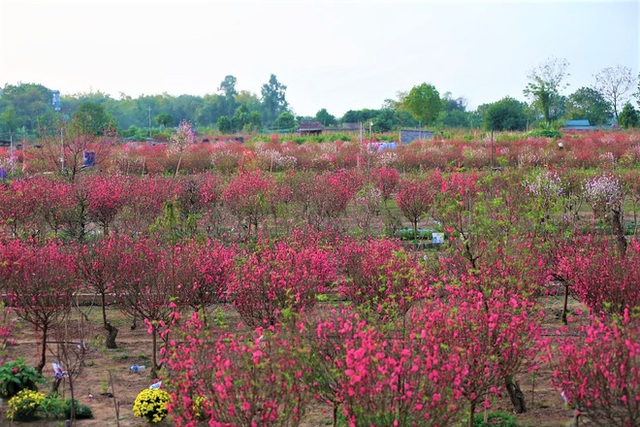Xót xa vựa đào Nhật Tân nở hoa đỏ rực trước Tết, người dân ngậm ngùi hái bỏ cả nghìn bông - Ảnh 2.