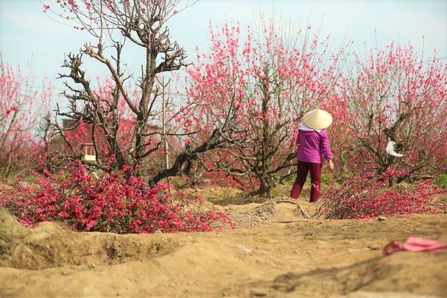 Xót xa vựa đào Nhật Tân nở hoa đỏ rực trước Tết, người dân ngậm ngùi hái bỏ cả nghìn bông - Ảnh 13.