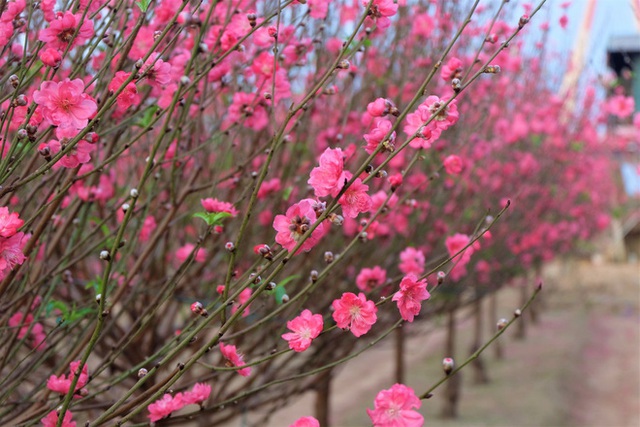 Xót xa vựa đào Nhật Tân nở hoa đỏ rực trước Tết, người dân ngậm ngùi hái bỏ cả nghìn bông - Ảnh 9.