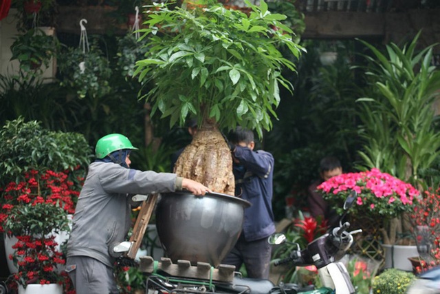 Mặc thời tiết mưa rét, người dân chen chân mua hoa Tết tại chợ hoa lâu đời nhất Hà Nội - Ảnh 11.