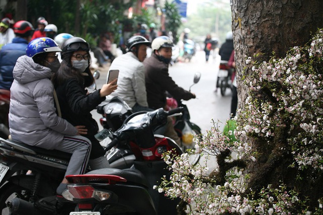 Mặc thời tiết mưa rét, người dân chen chân mua hoa Tết tại chợ hoa lâu đời nhất Hà Nội - Ảnh 6.